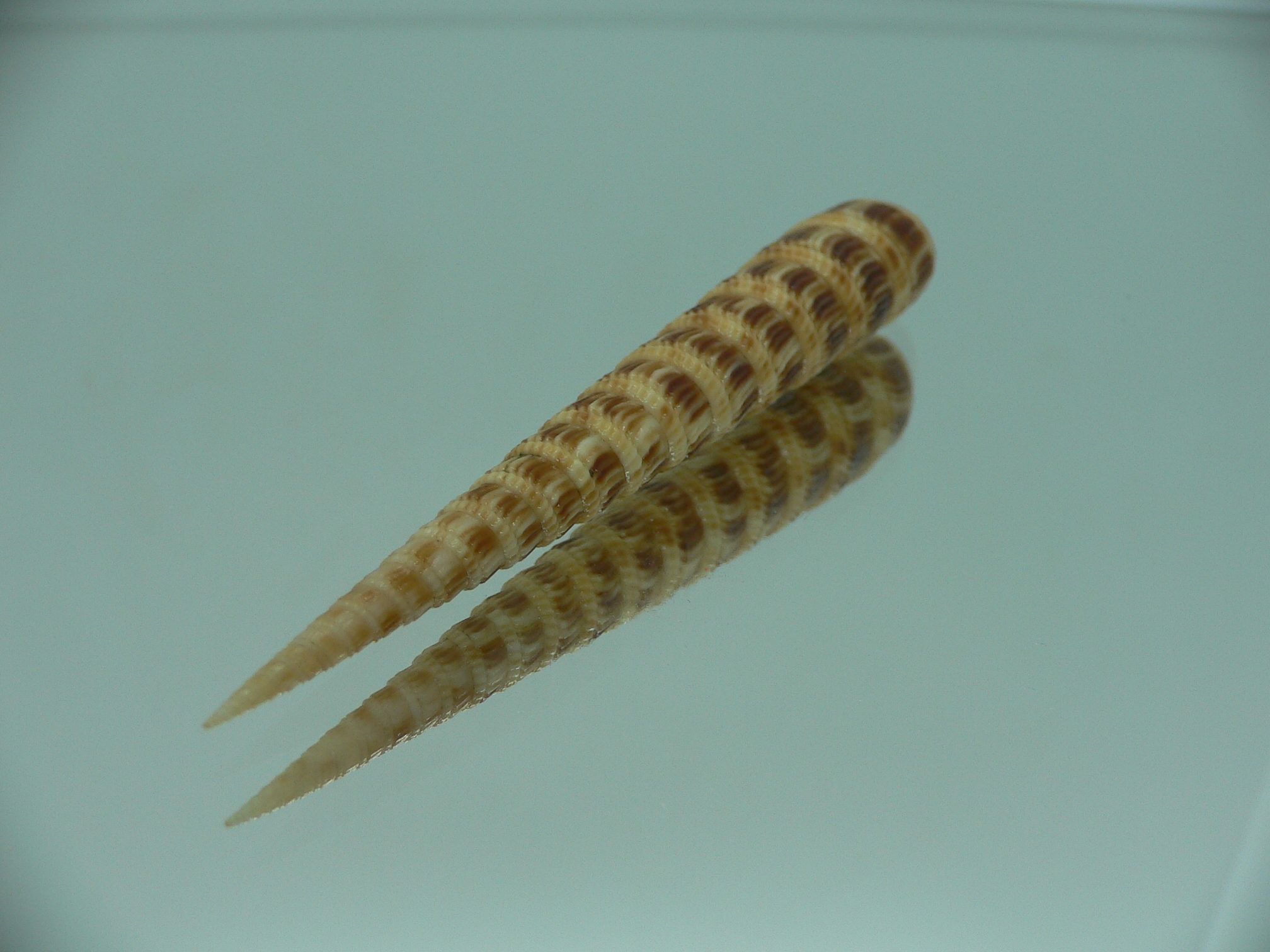 Cinguloterebra pretiosa