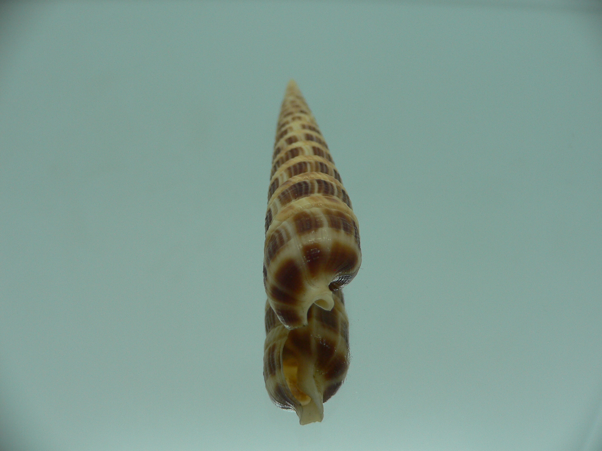 Cinguloterebra pretiosa