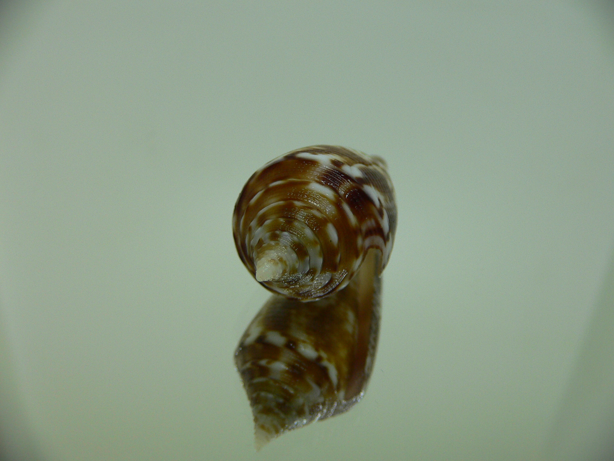Conus comatosa VERY DARK