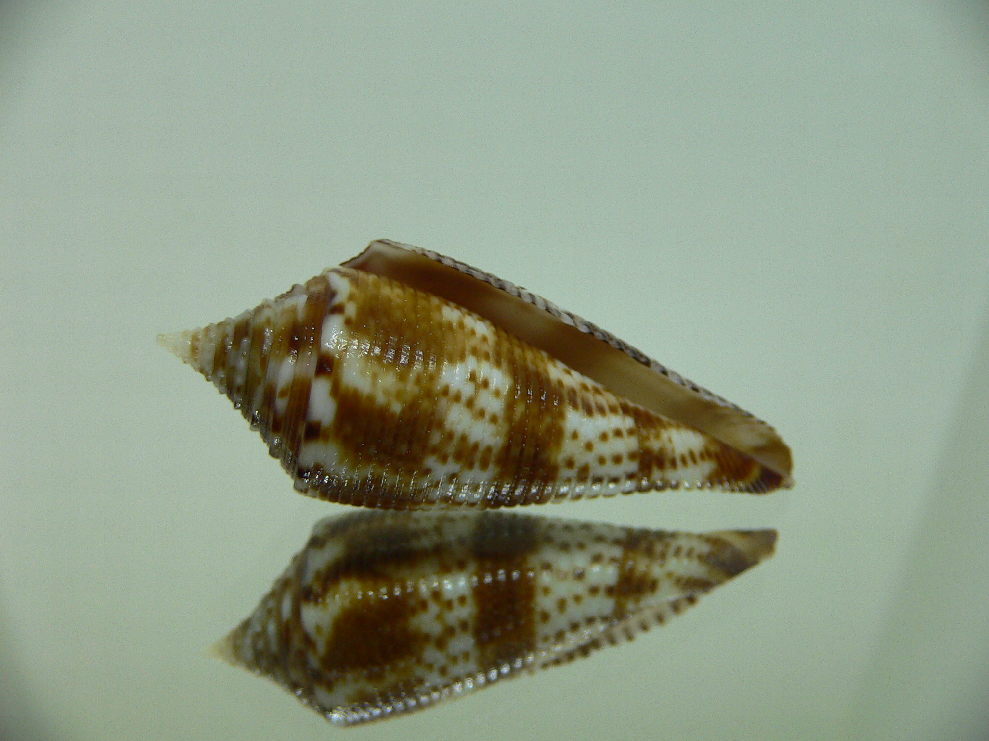 Conus comatosa VERY DARK
