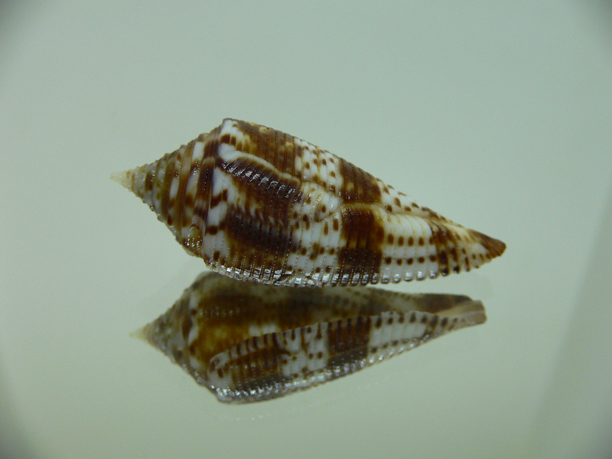 Conus comatosa VERY DARK