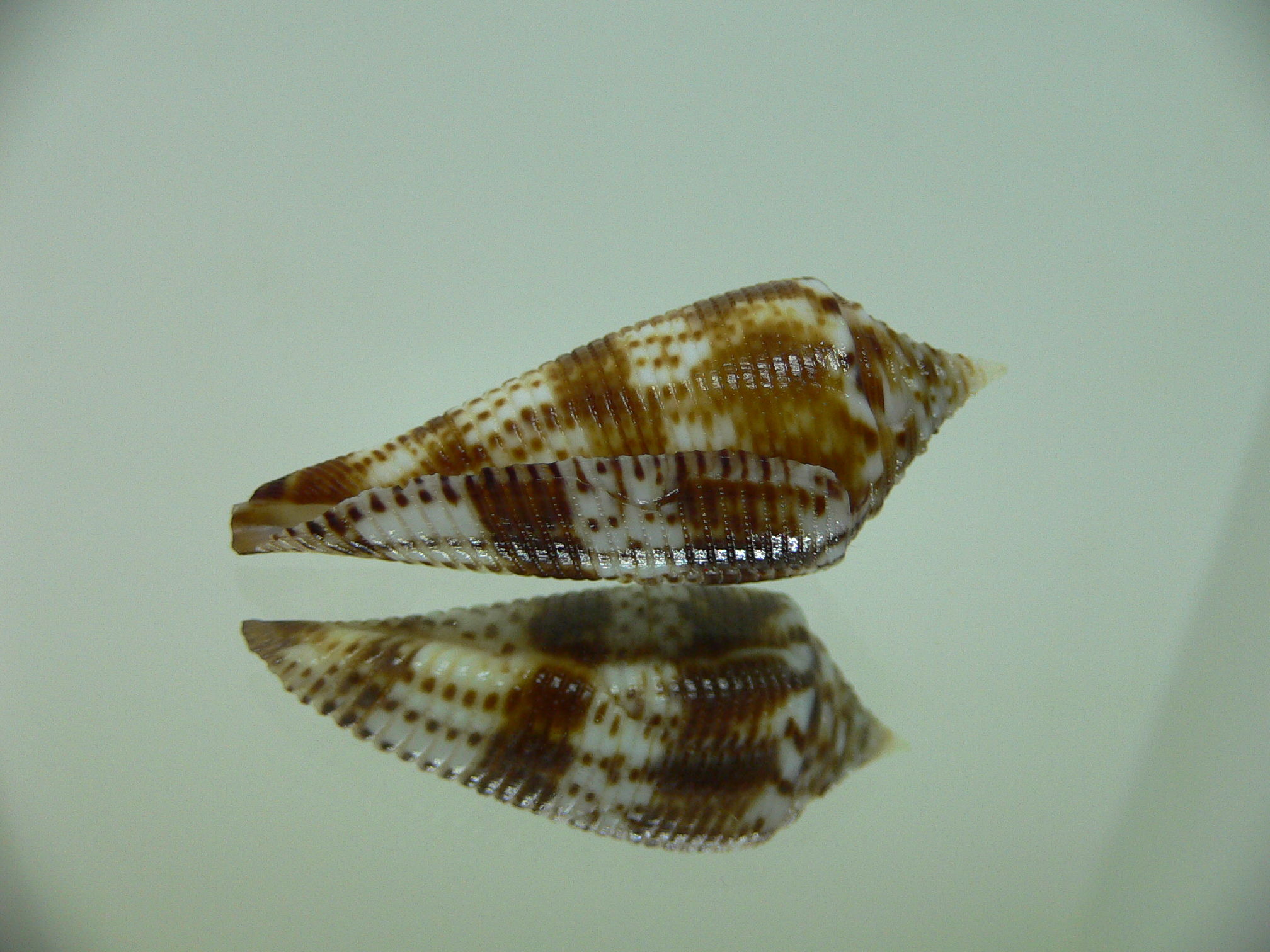 Conus comatosa VERY DARK