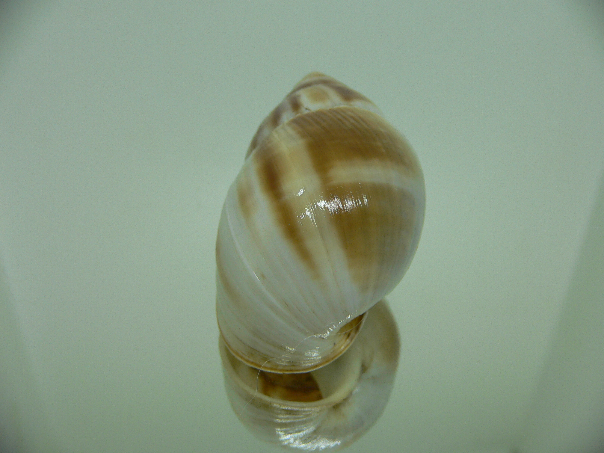 Leucotaenius favani