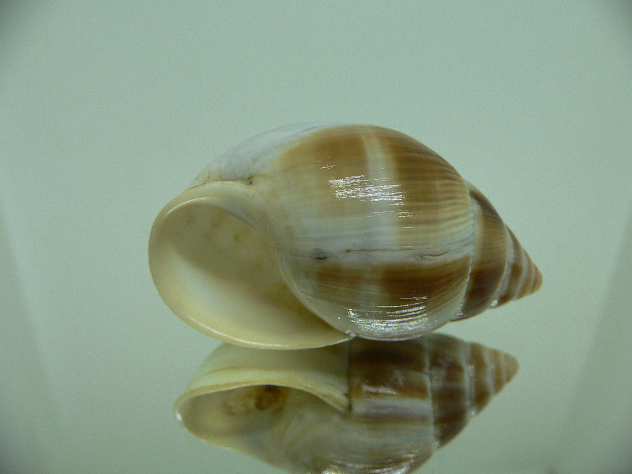 Leucotaenius favani
