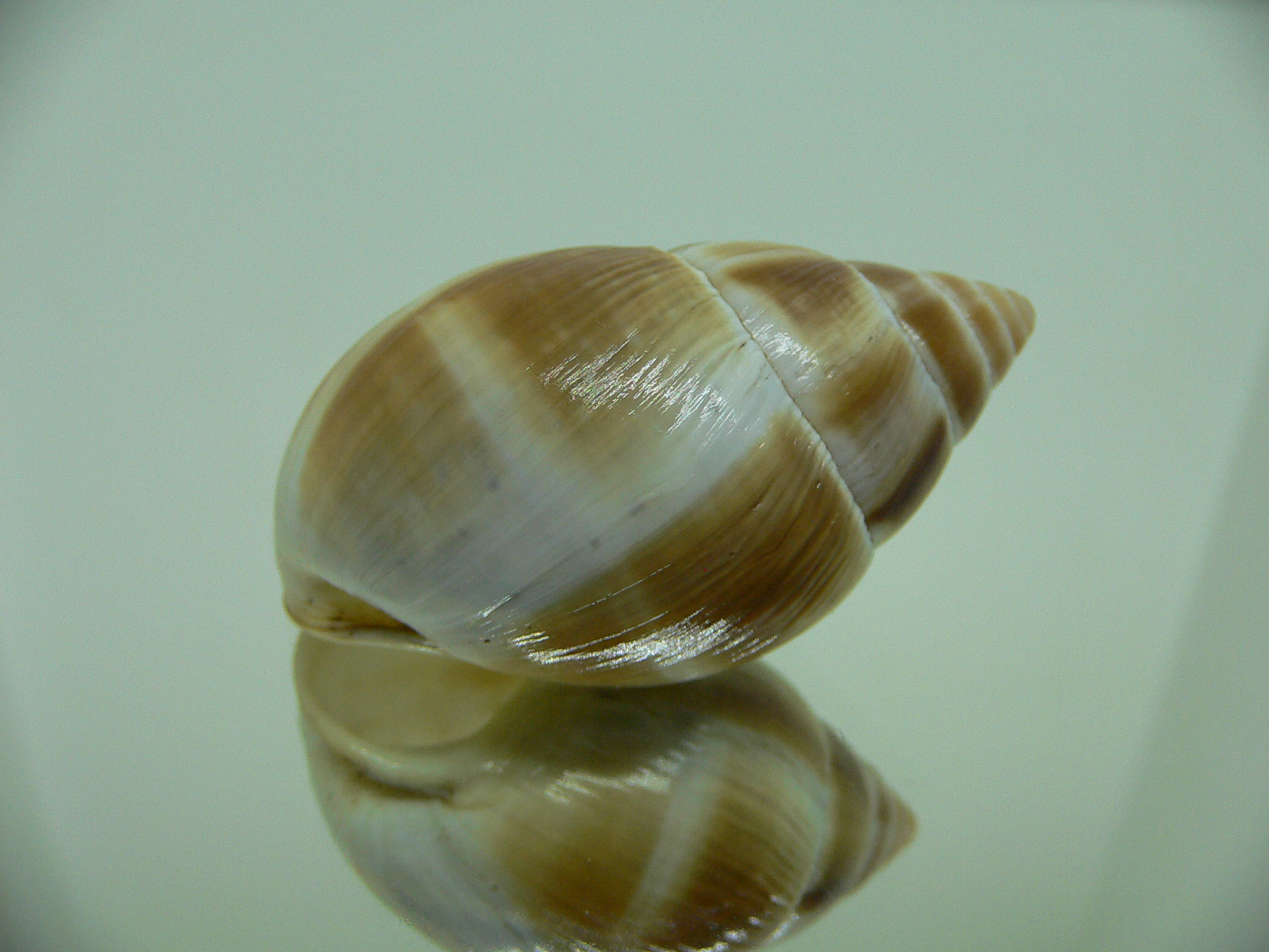 Leucotaenius favani