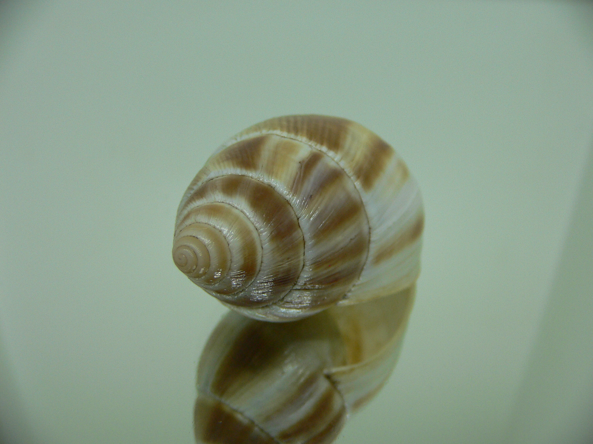 Leucotaenius favani