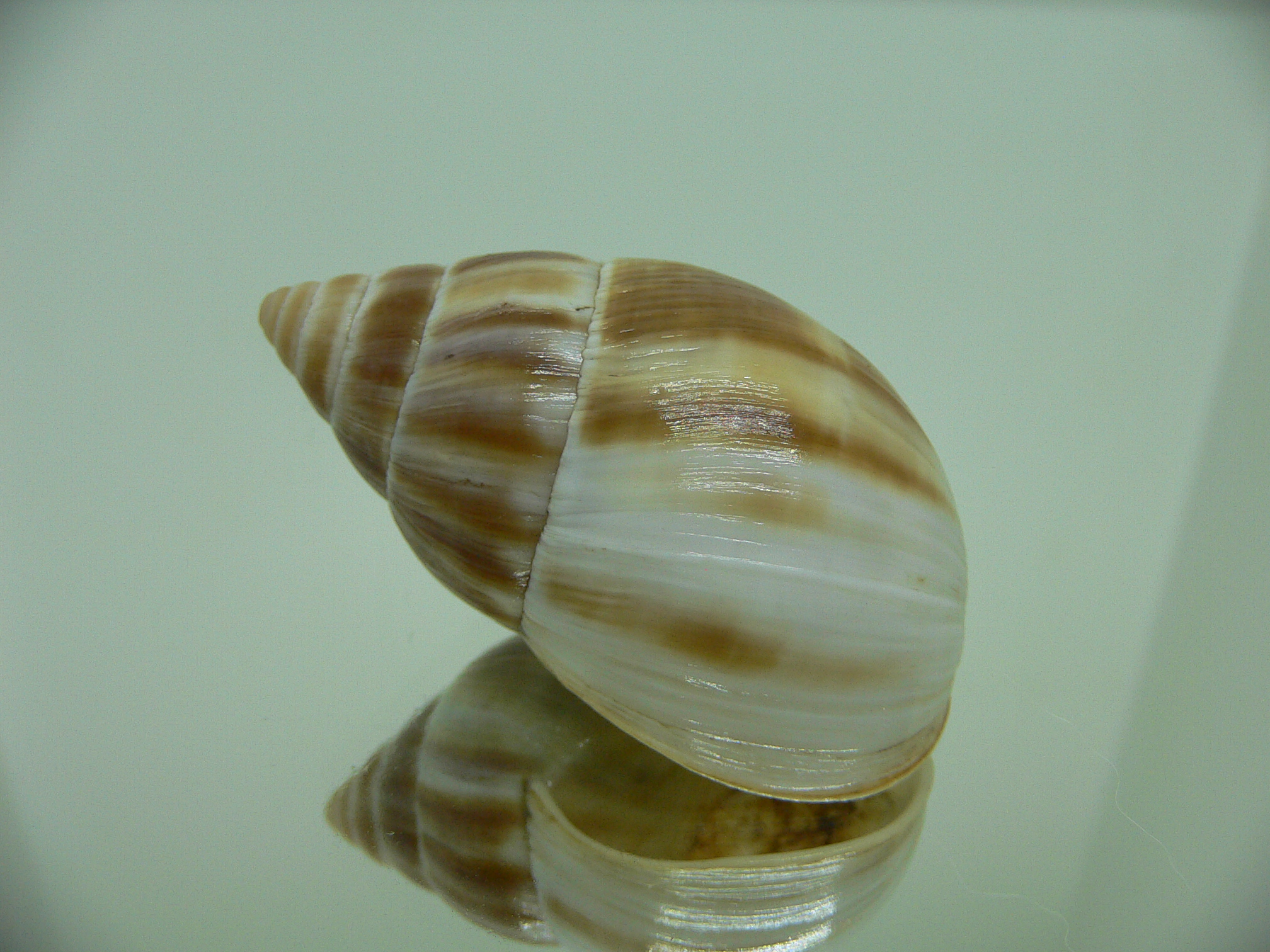 Leucotaenius favani