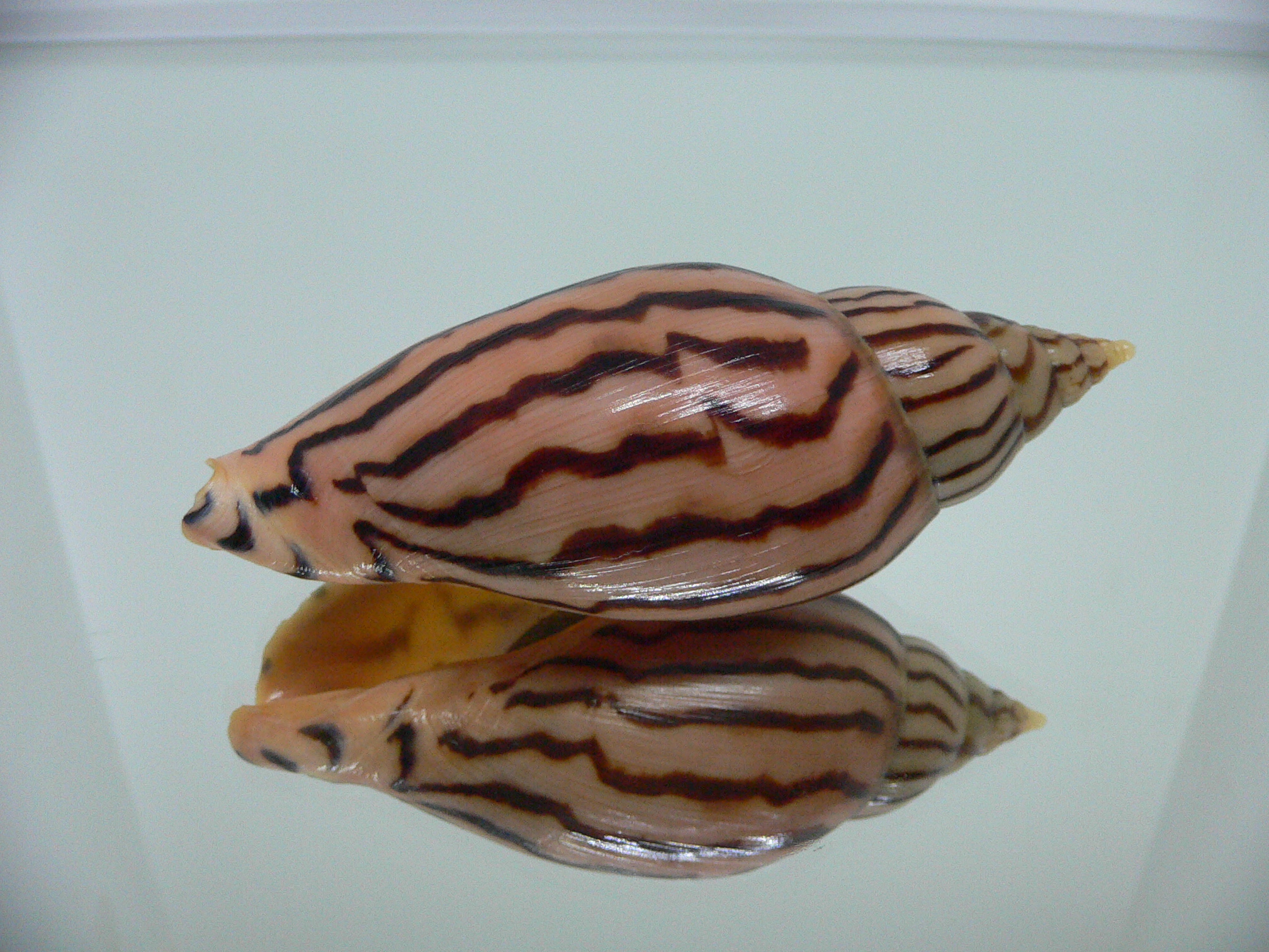 Harpulina lapponica loroisi DARK & BIG