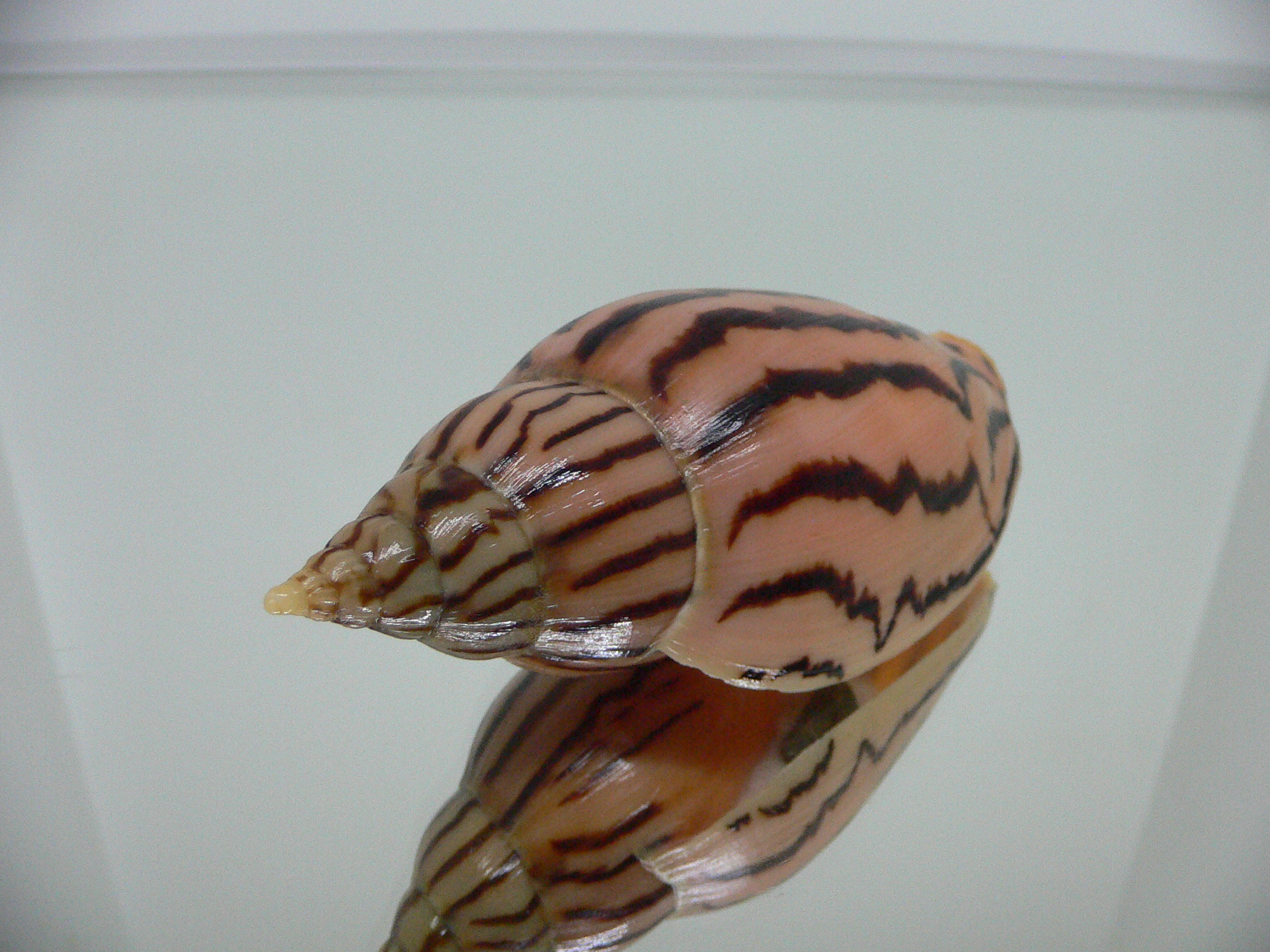 Harpulina lapponica loroisi DARK & BIG