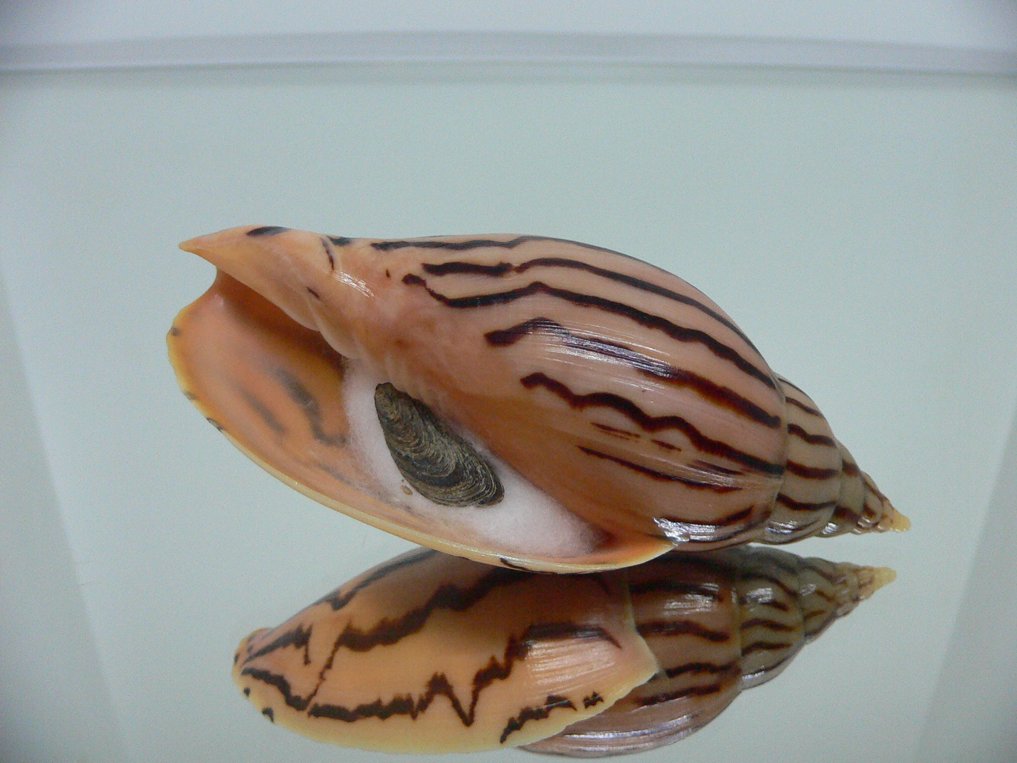 Harpulina lapponica loroisi DARK & BIG