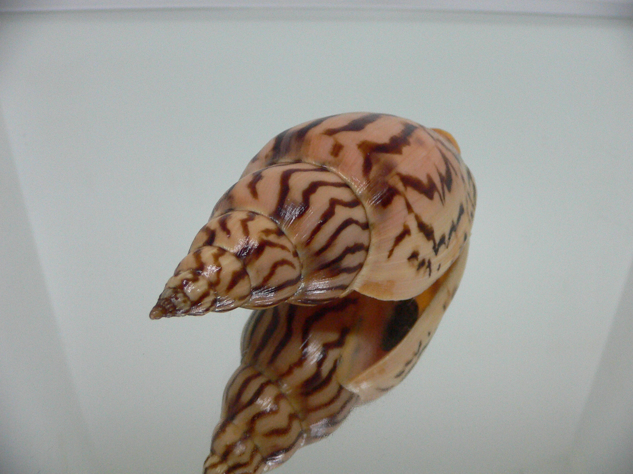 Harpulina lapponica loroisi DARK & BIG