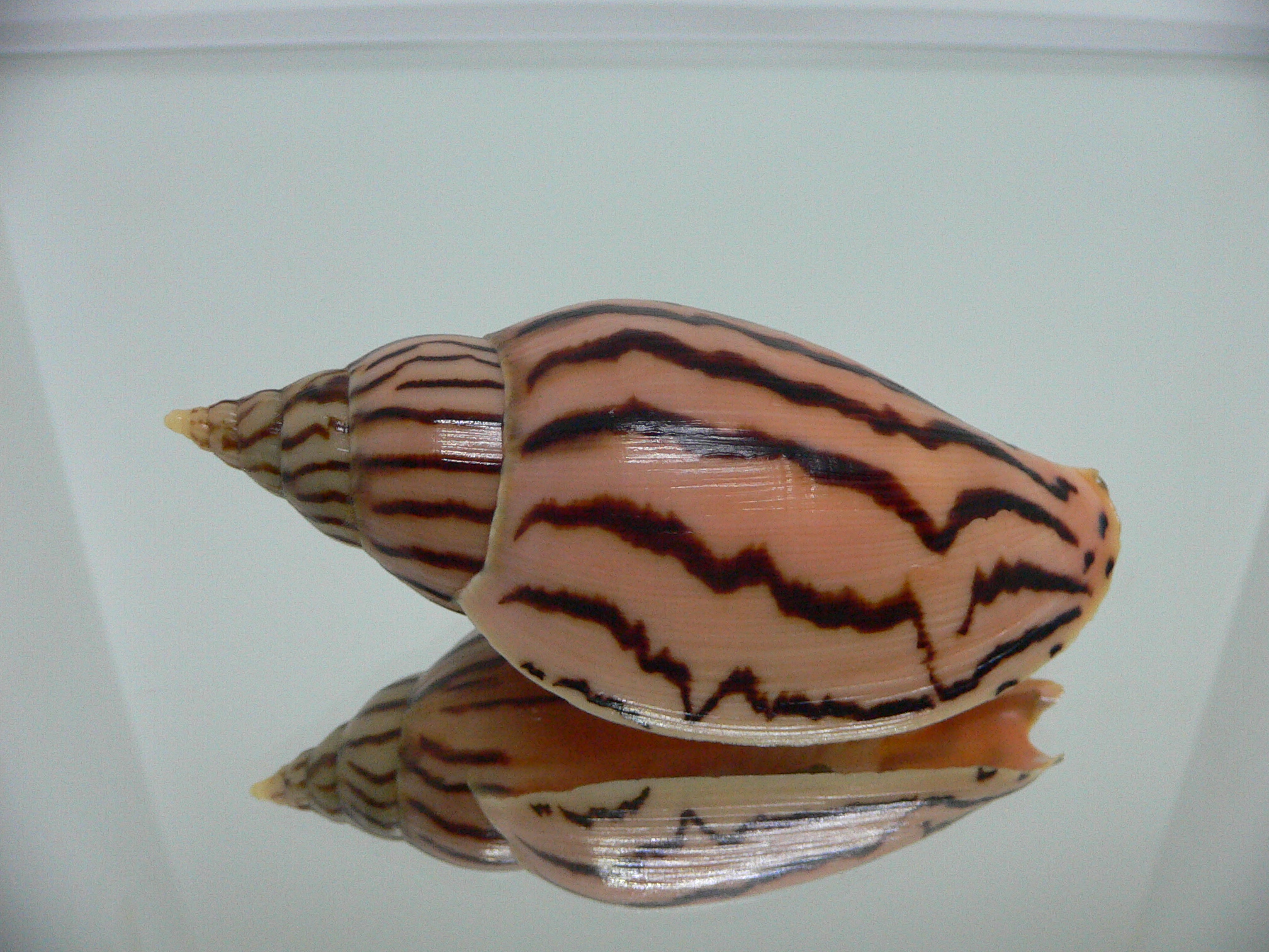 Harpulina lapponica loroisi DARK & BIG