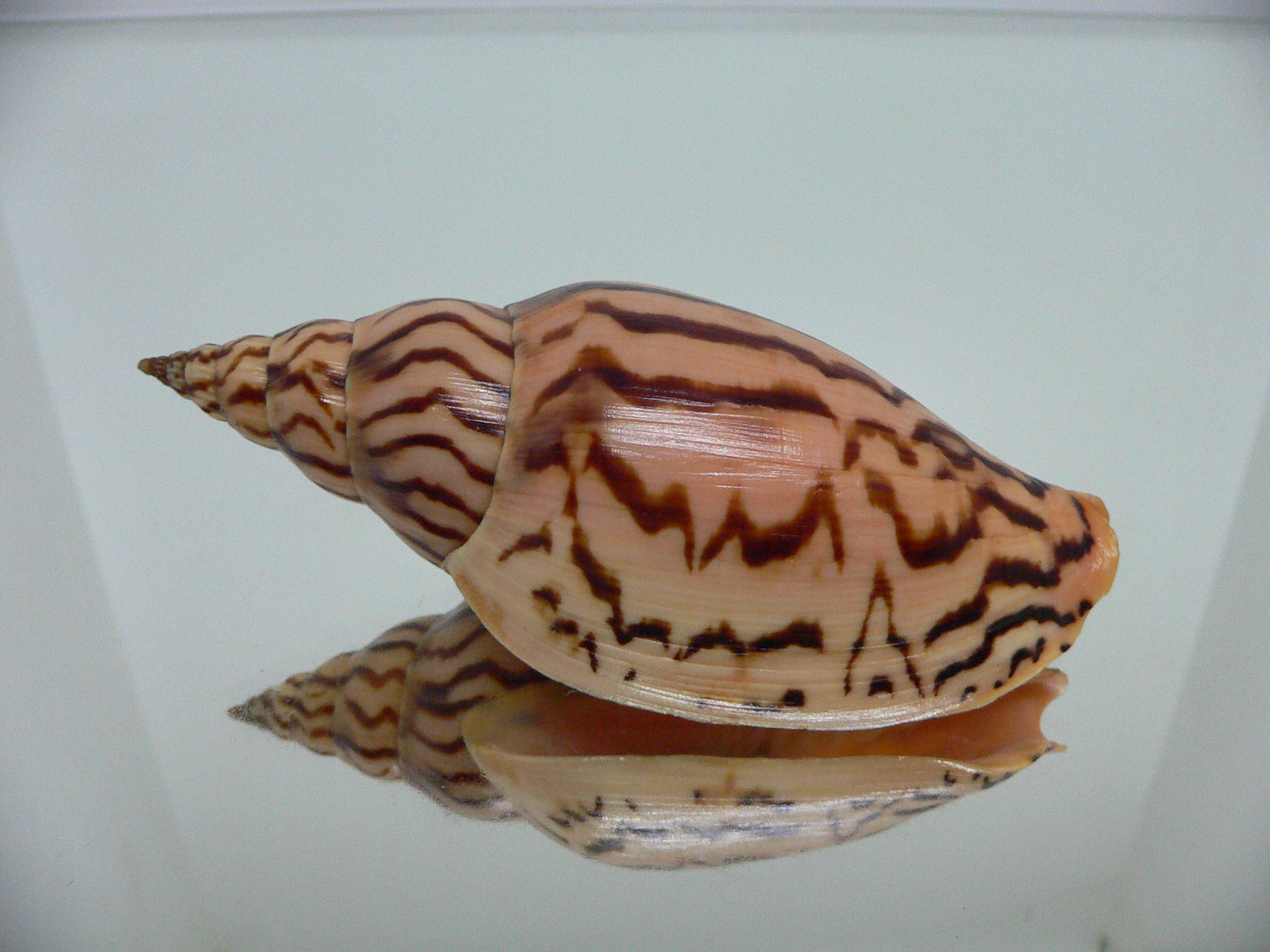 Harpulina lapponica loroisi DARK & BIG