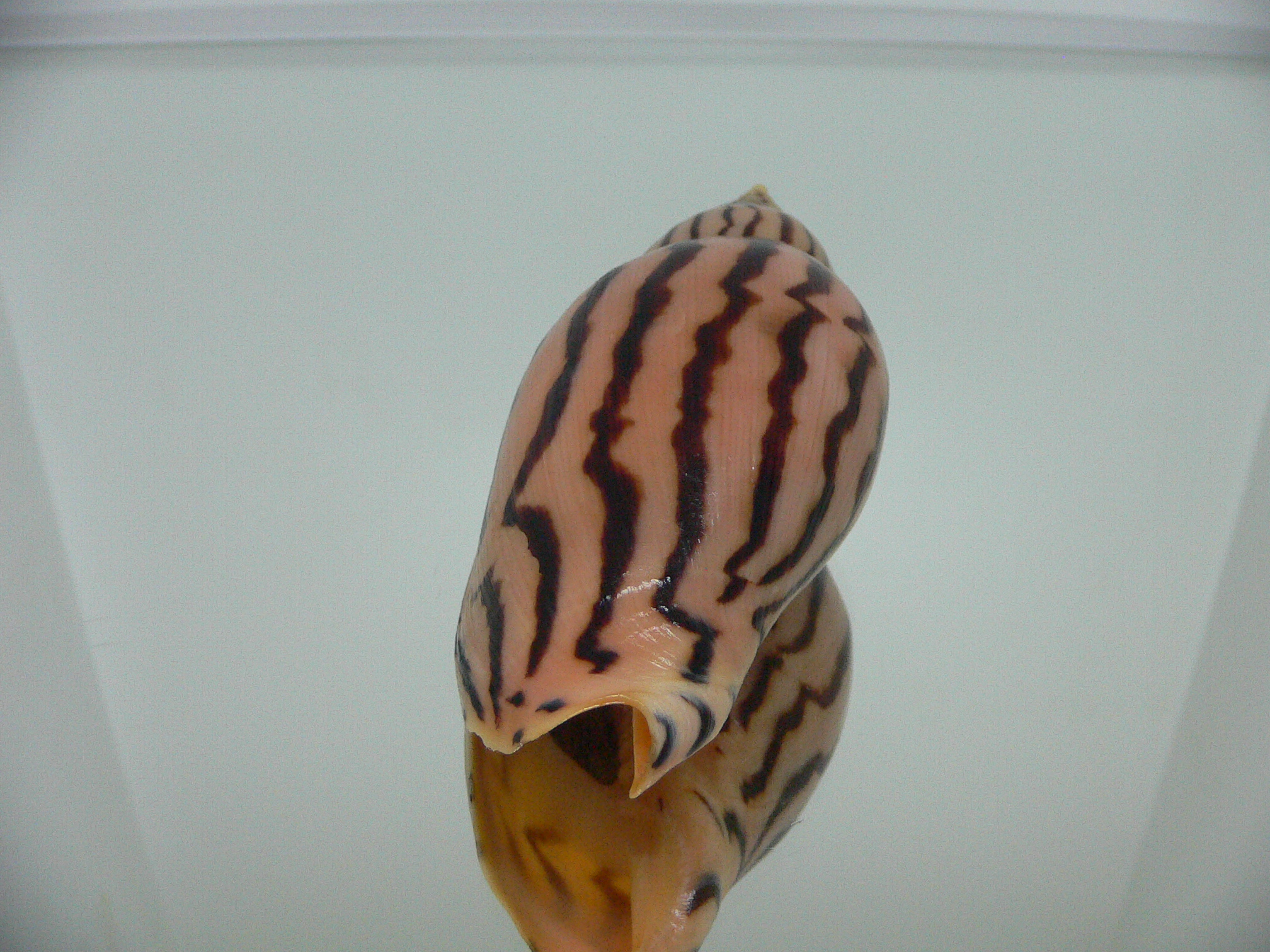 Harpulina lapponica loroisi DARK & BIG