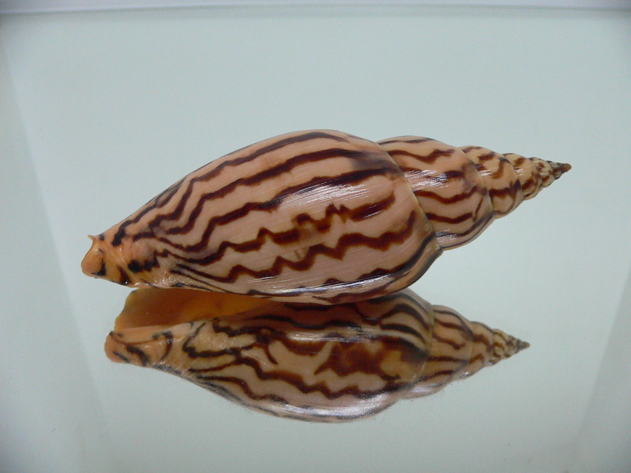 Harpulina lapponica loroisi DARK & BIG
