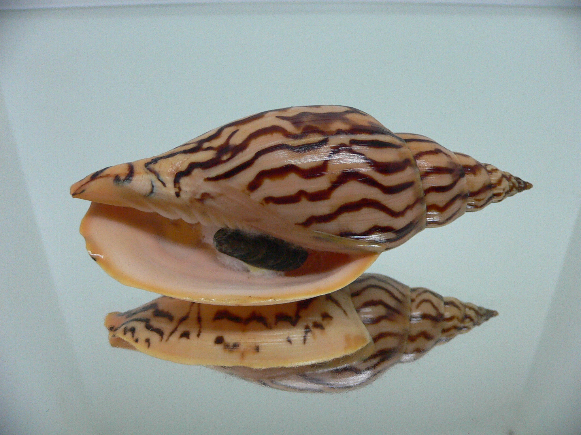 Harpulina lapponica loroisi DARK & BIG