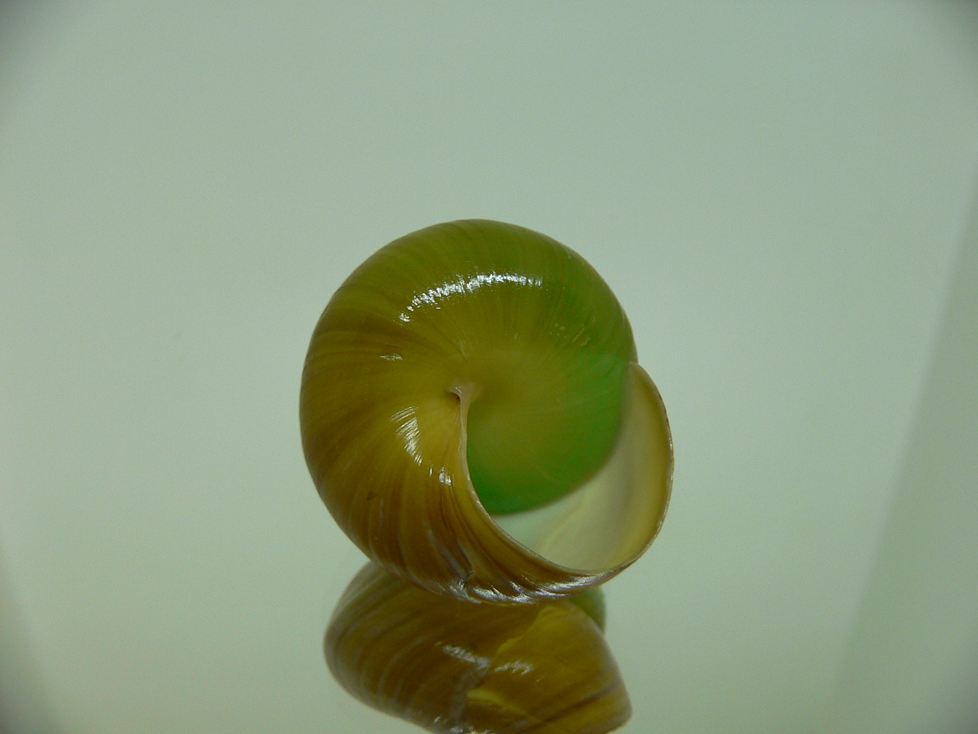 Asperitas bimaensis johnabbasi BABY