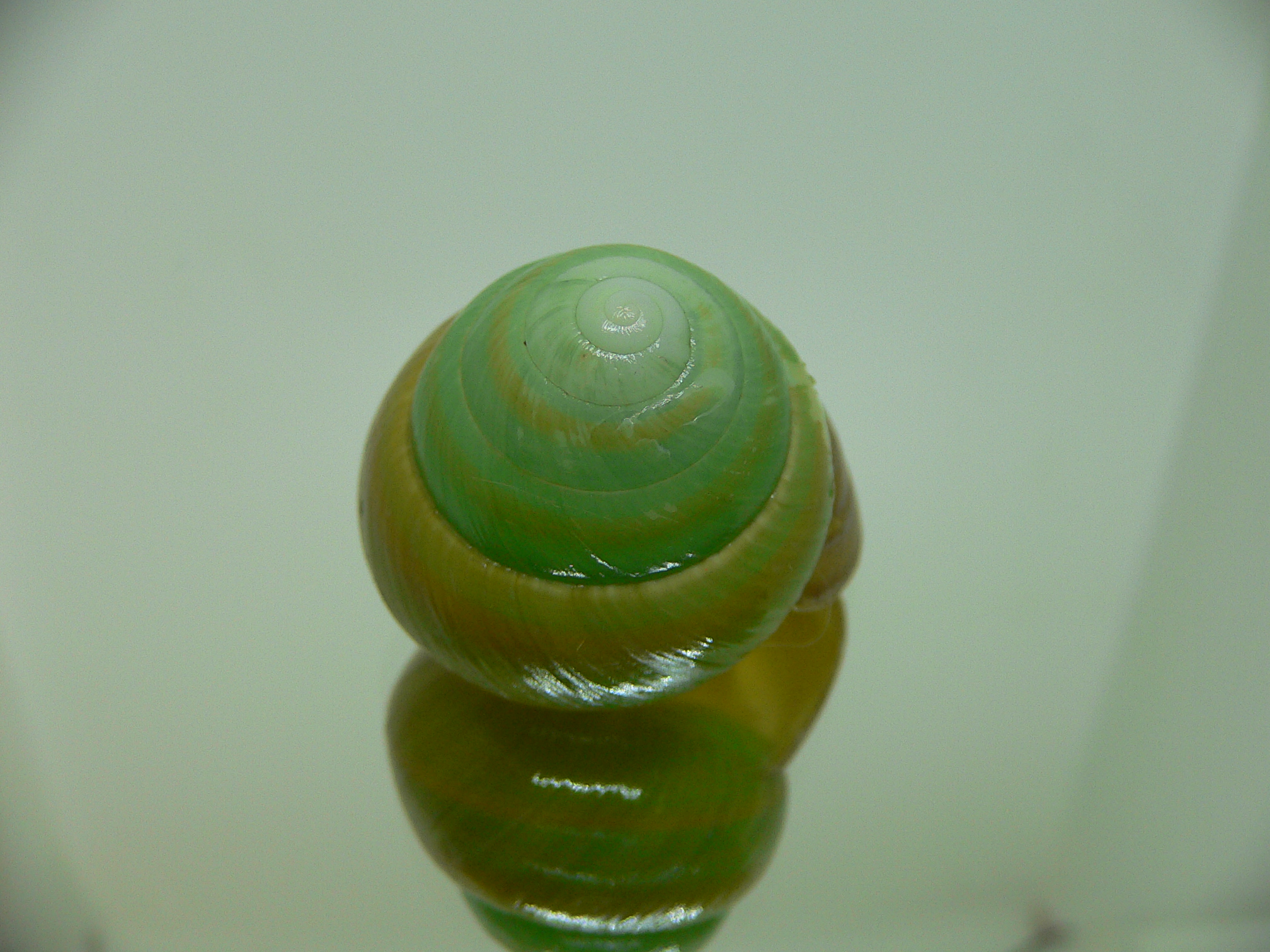 Asperitas bimaensis johnabbasi BABY
