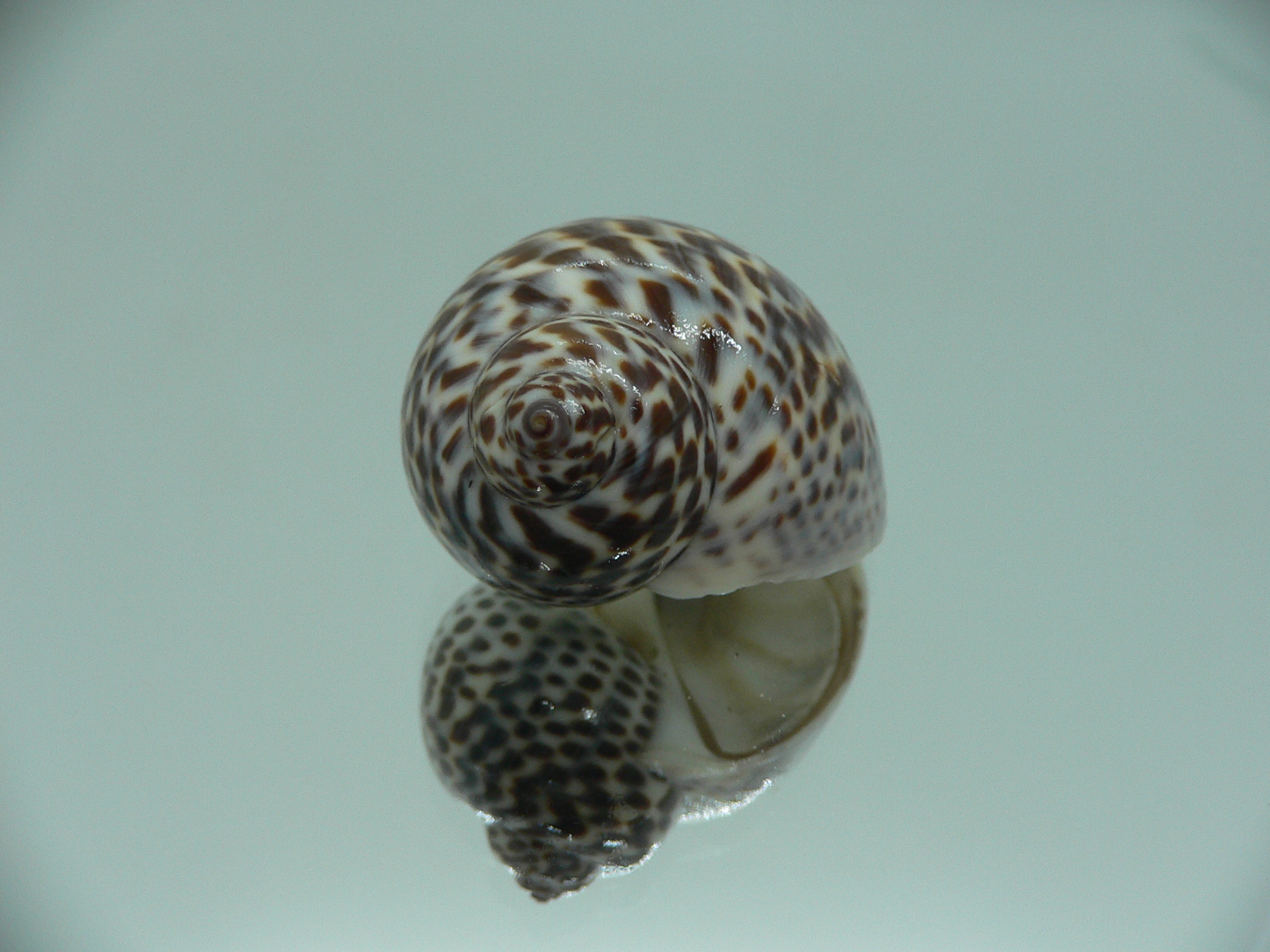 Notocochlis tigrina tigrina DARK PHYTON