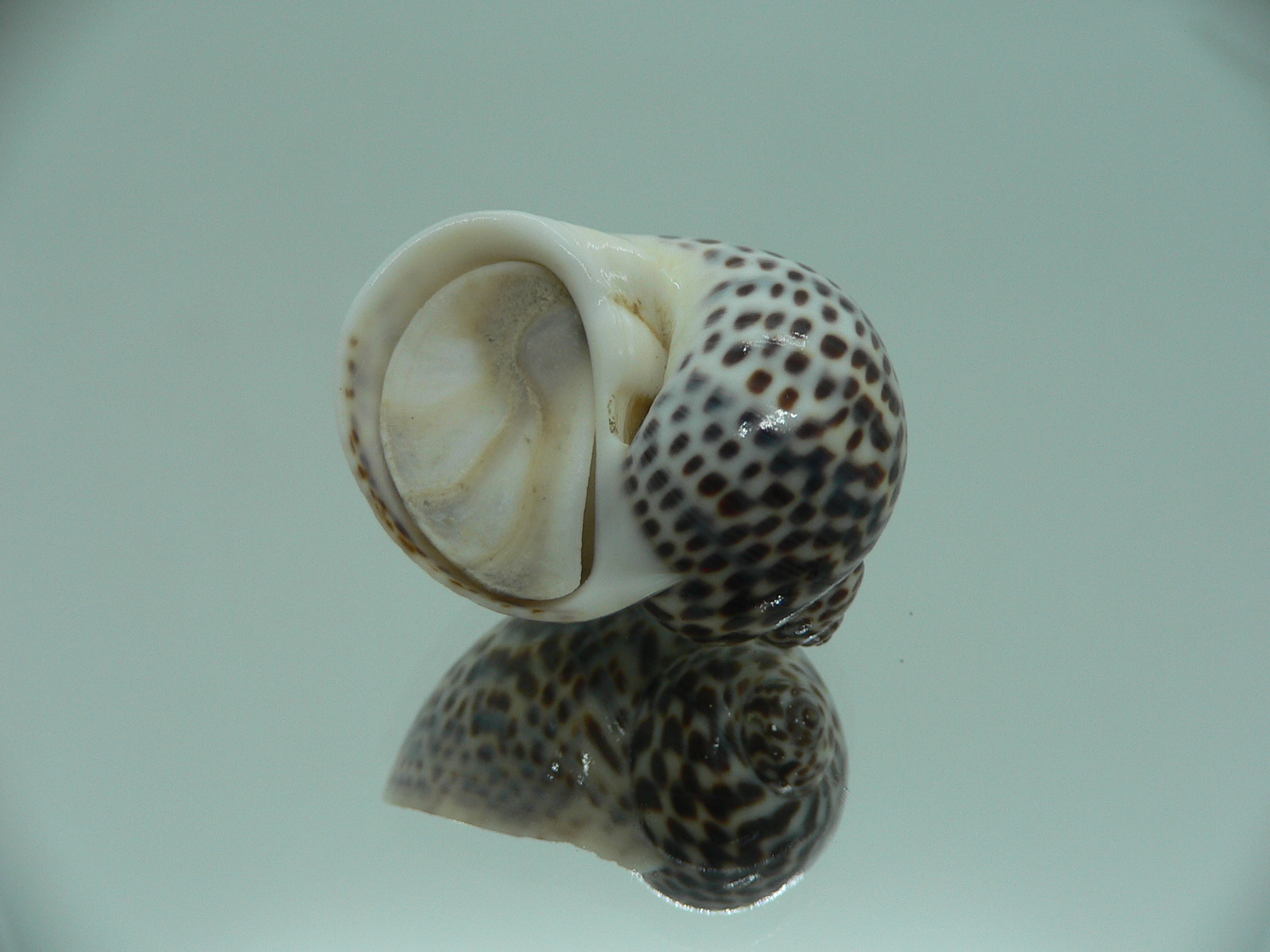 Notocochlis tigrina tigrina DARK PHYTON