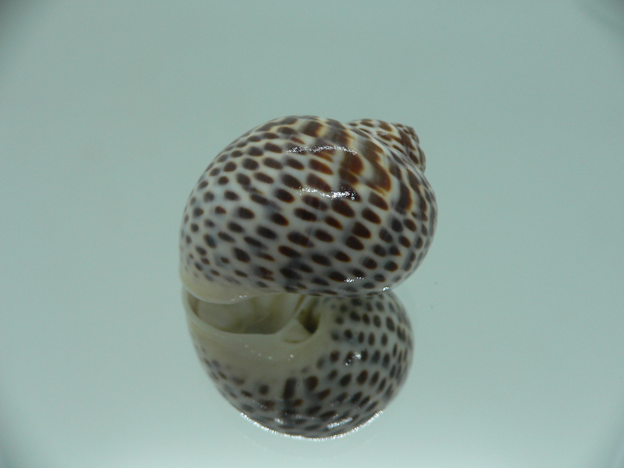 Notocochlis tigrina tigrina DARK PHYTON