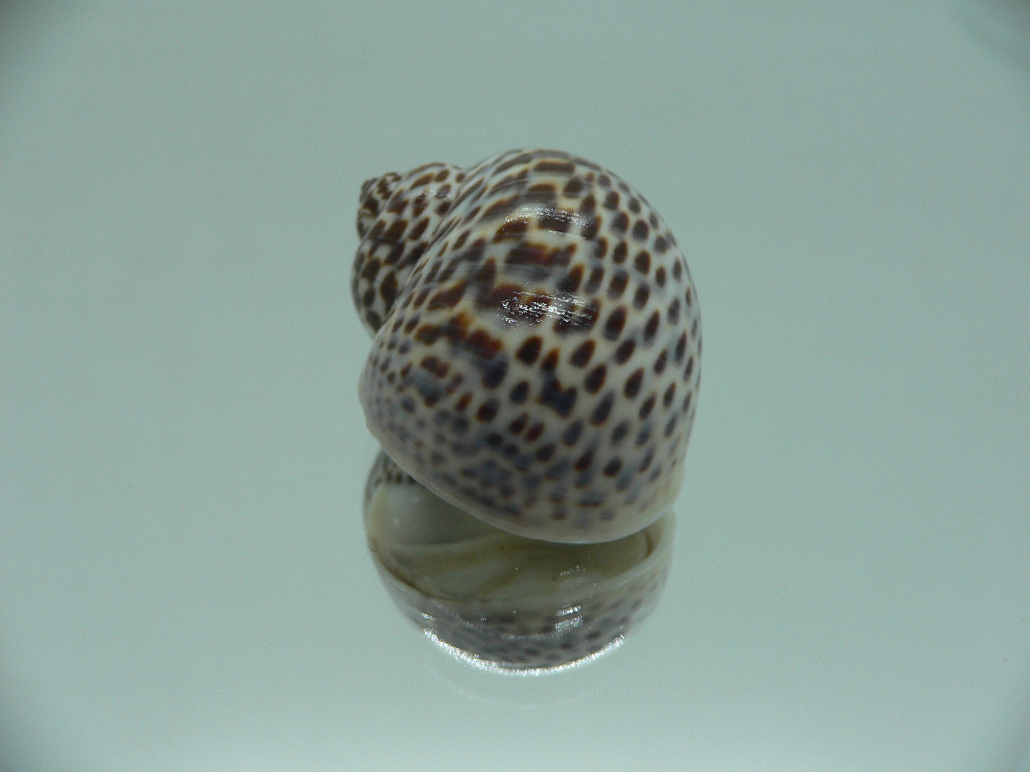 Notocochlis tigrina tigrina DARK PHYTON