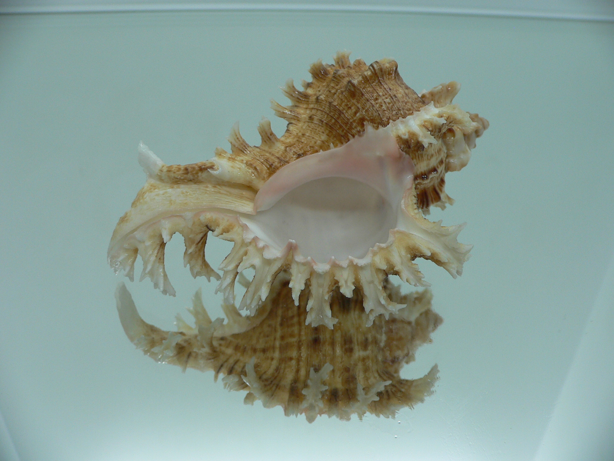 Chicoreus ramosus BROWN DWARF