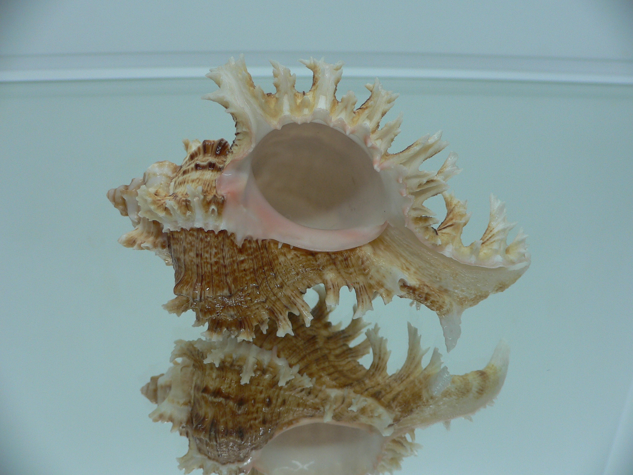 Chicoreus ramosus BROWN DWARF