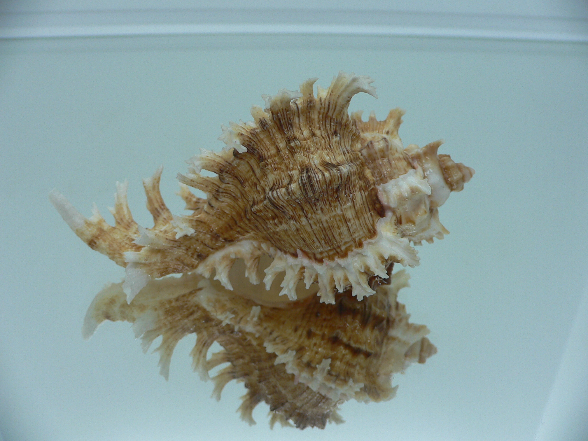 Chicoreus ramosus BROWN DWARF