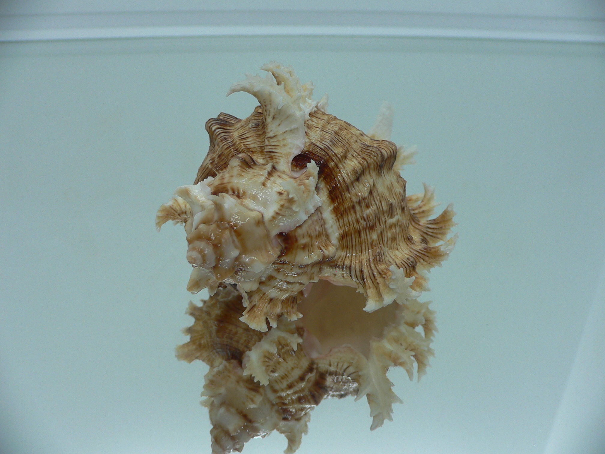 Chicoreus ramosus BROWN DWARF