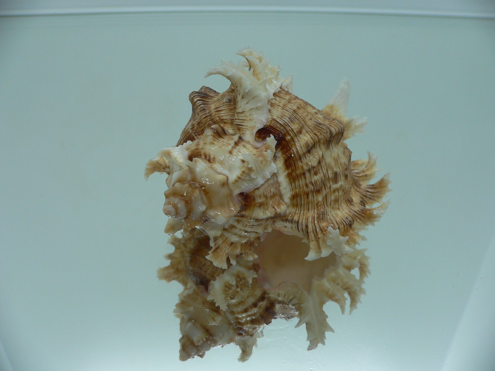 Chicoreus ramosus BROWN DWARF