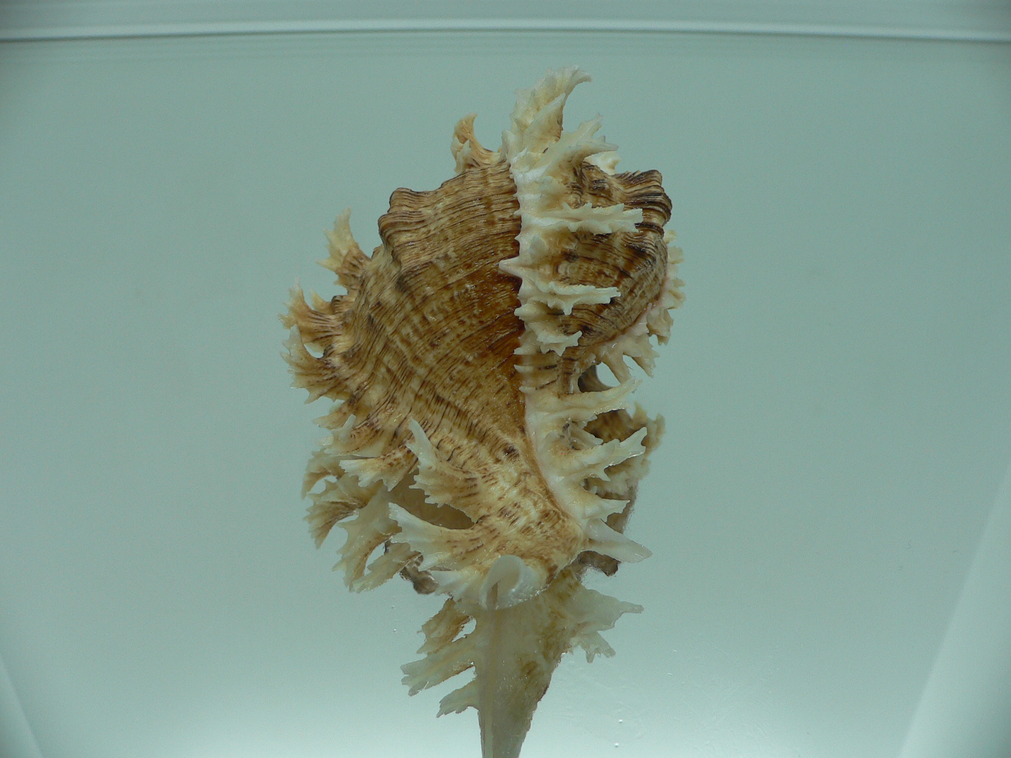 Chicoreus ramosus BROWN DWARF