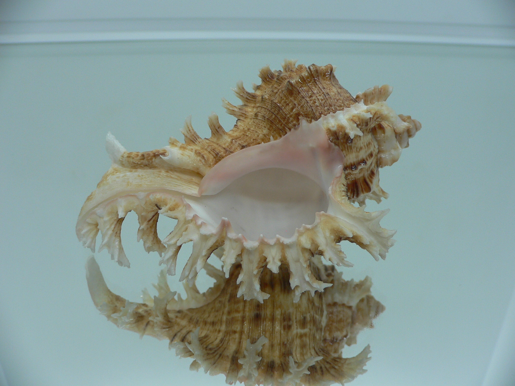 Chicoreus ramosus BROWN DWARF