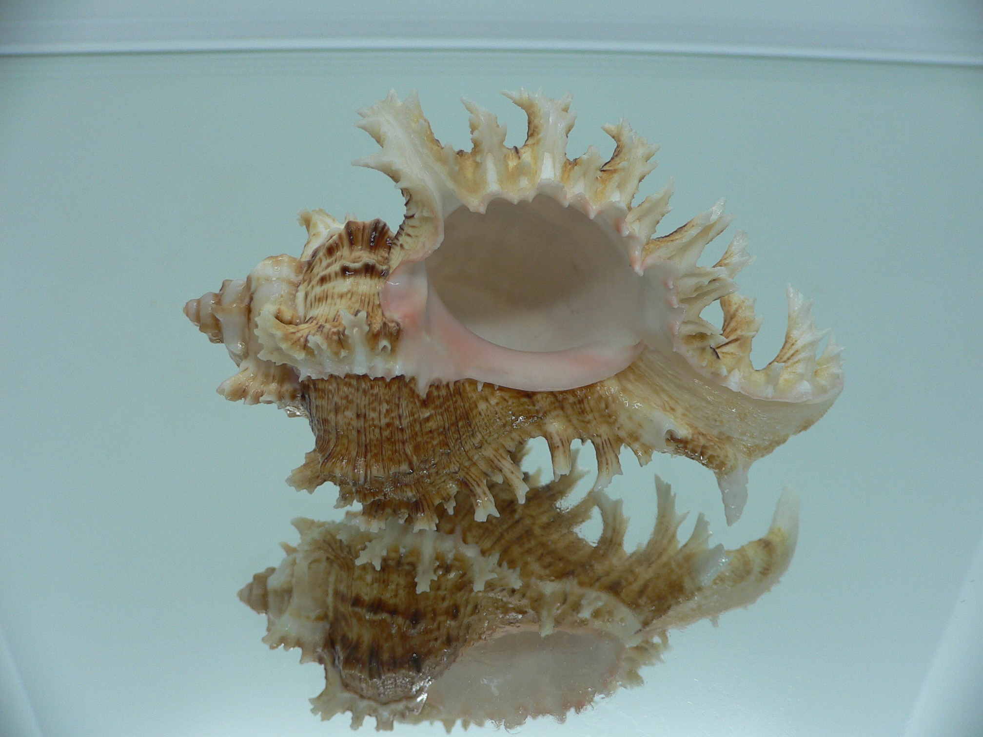 Chicoreus ramosus BROWN DWARF