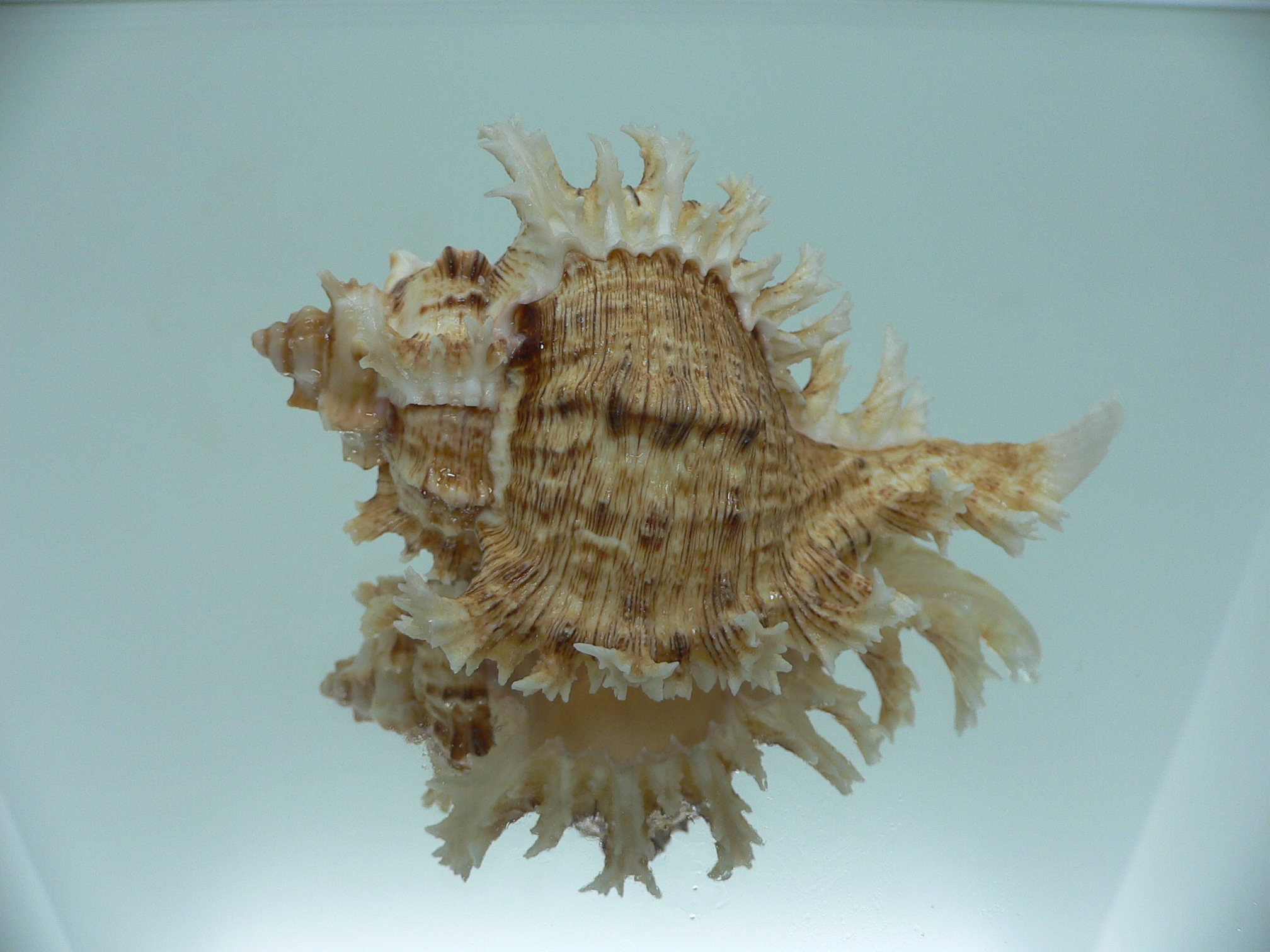 Chicoreus ramosus BROWN DWARF