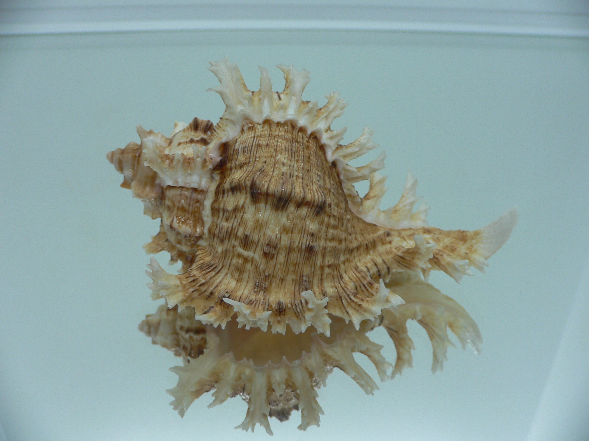 Chicoreus ramosus BROWN DWARF