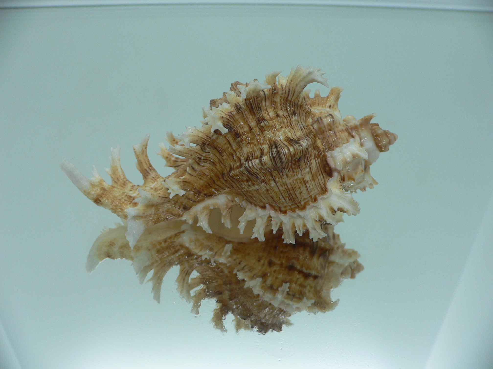 Chicoreus ramosus BROWN DWARF