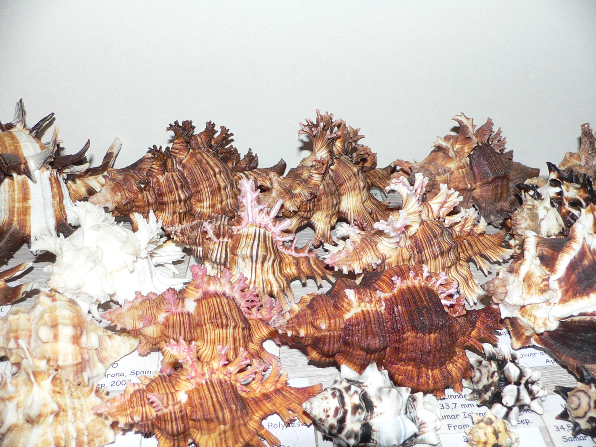 Chicoreus ramosus IDEAL DWARF
