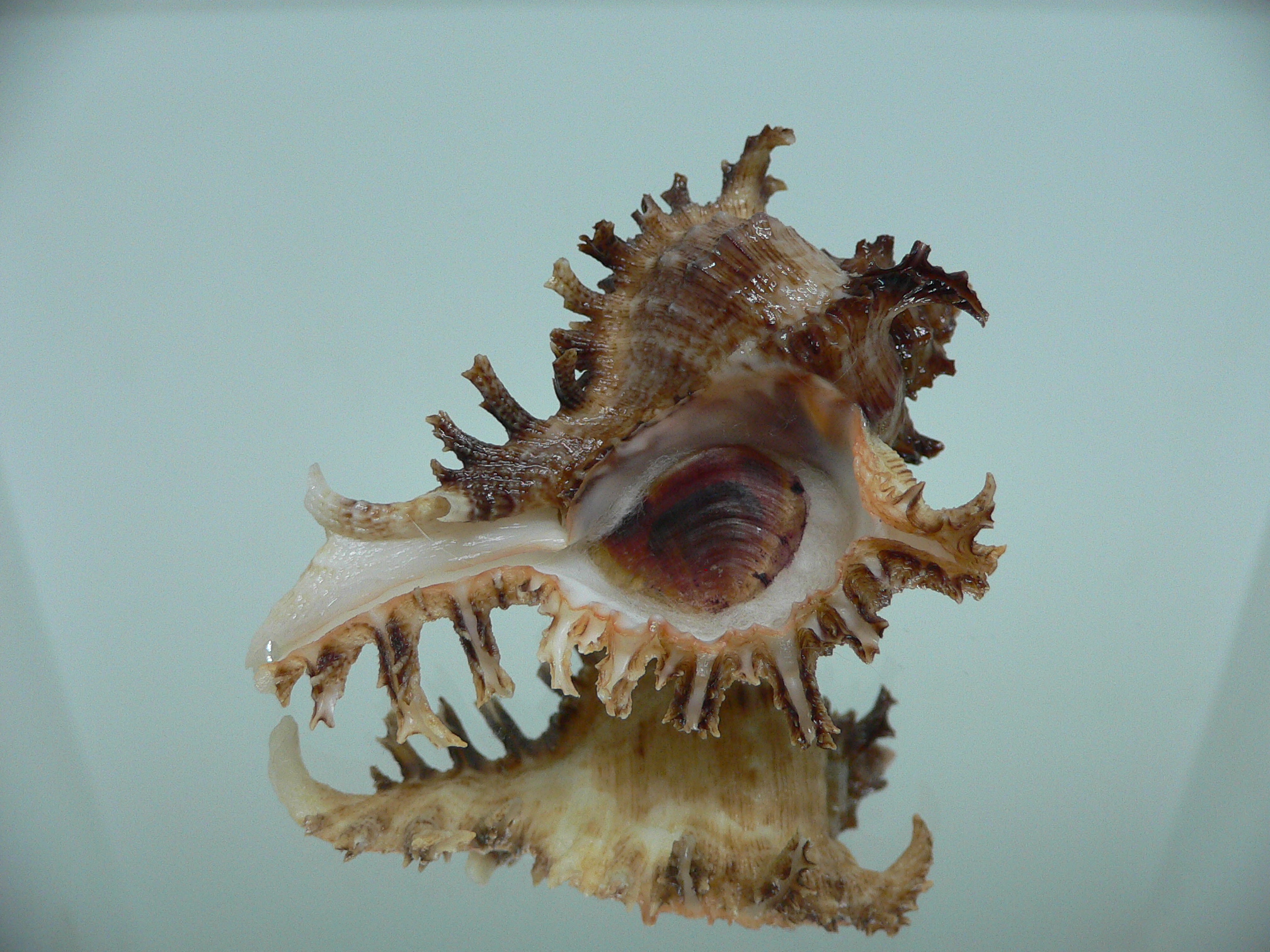 Chicoreus ramosus IDEAL DWARF