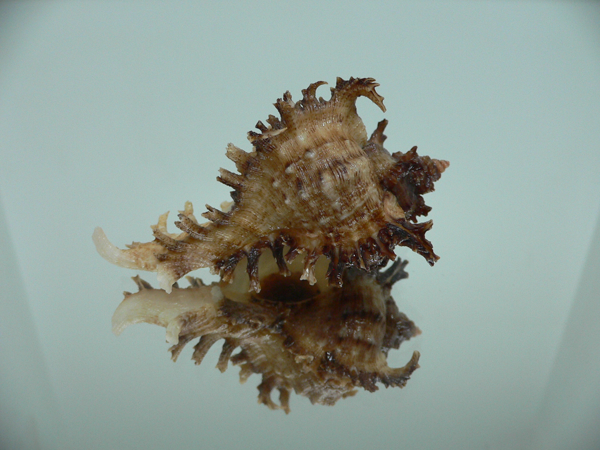 Chicoreus ramosus IDEAL DWARF