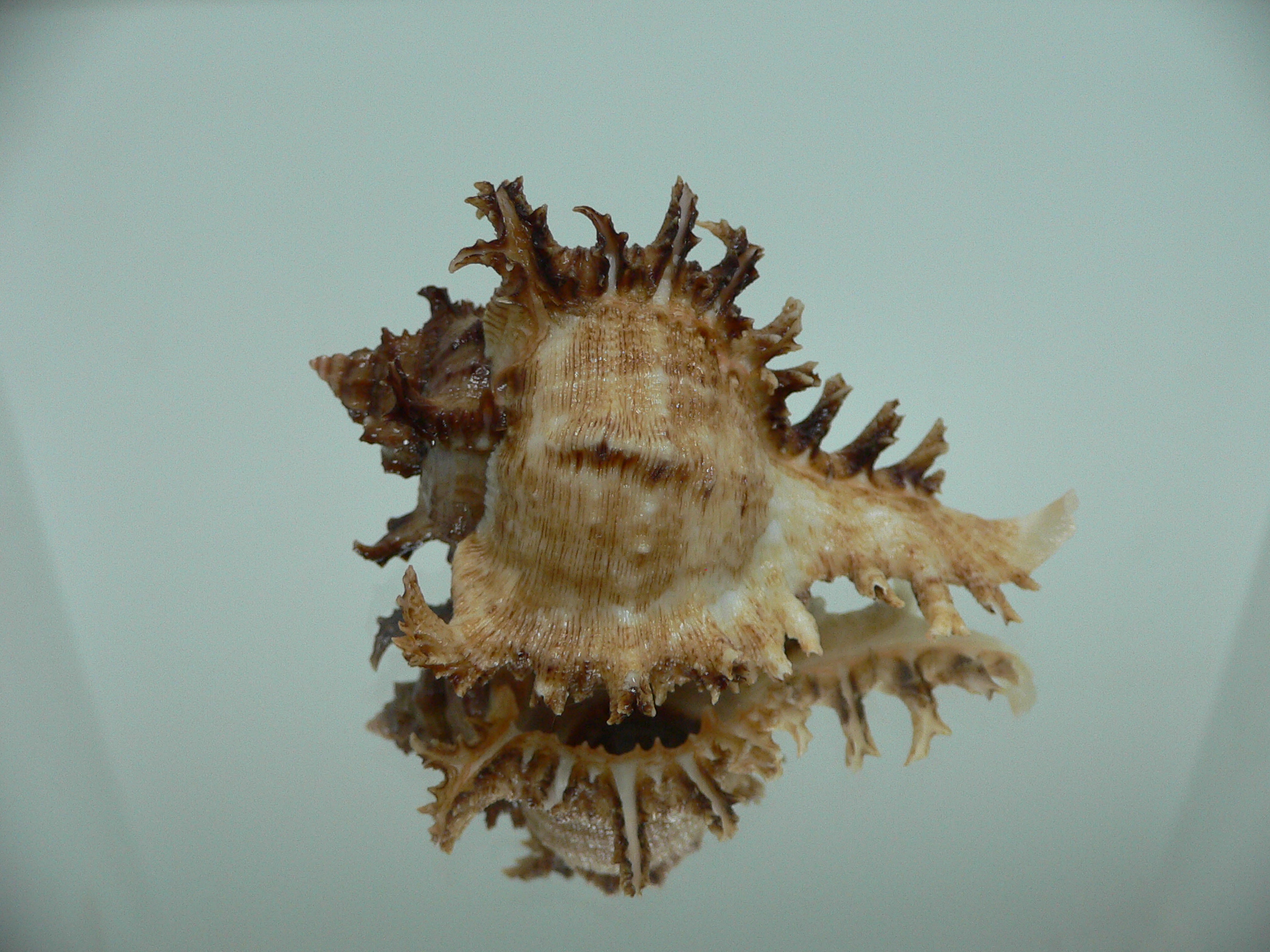 Chicoreus ramosus IDEAL DWARF