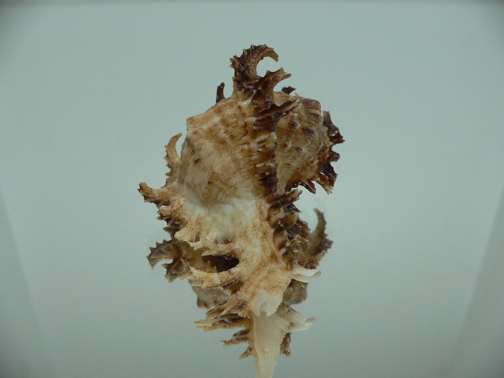 Chicoreus ramosus IDEAL DWARF