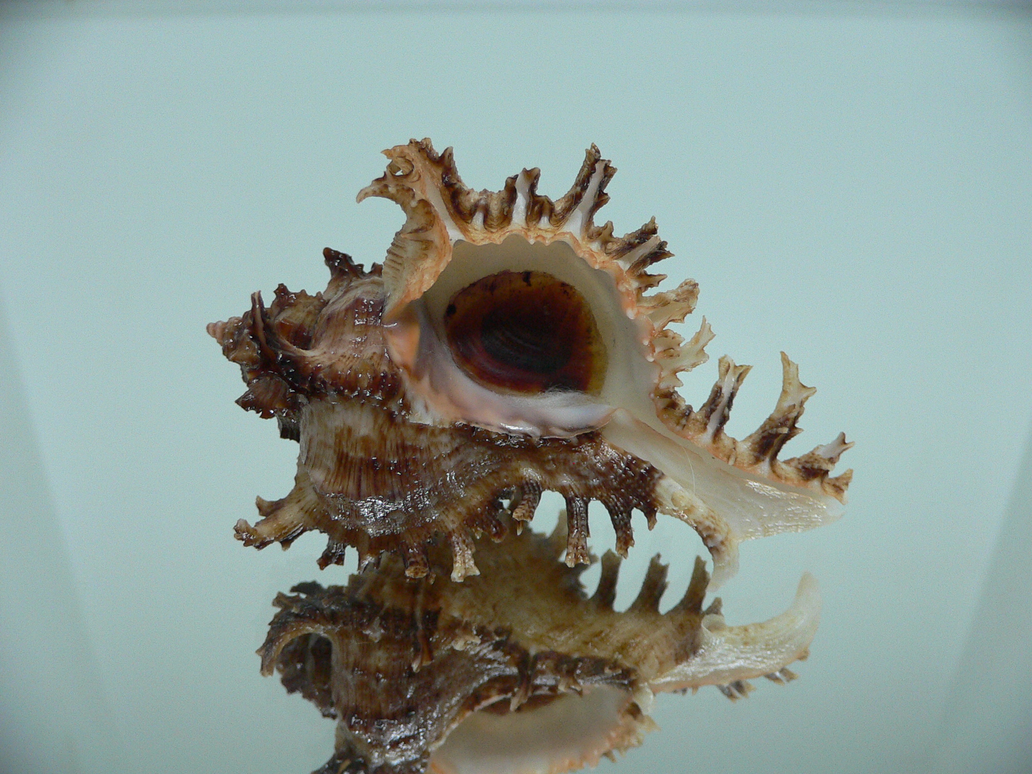 Chicoreus ramosus IDEAL DWARF