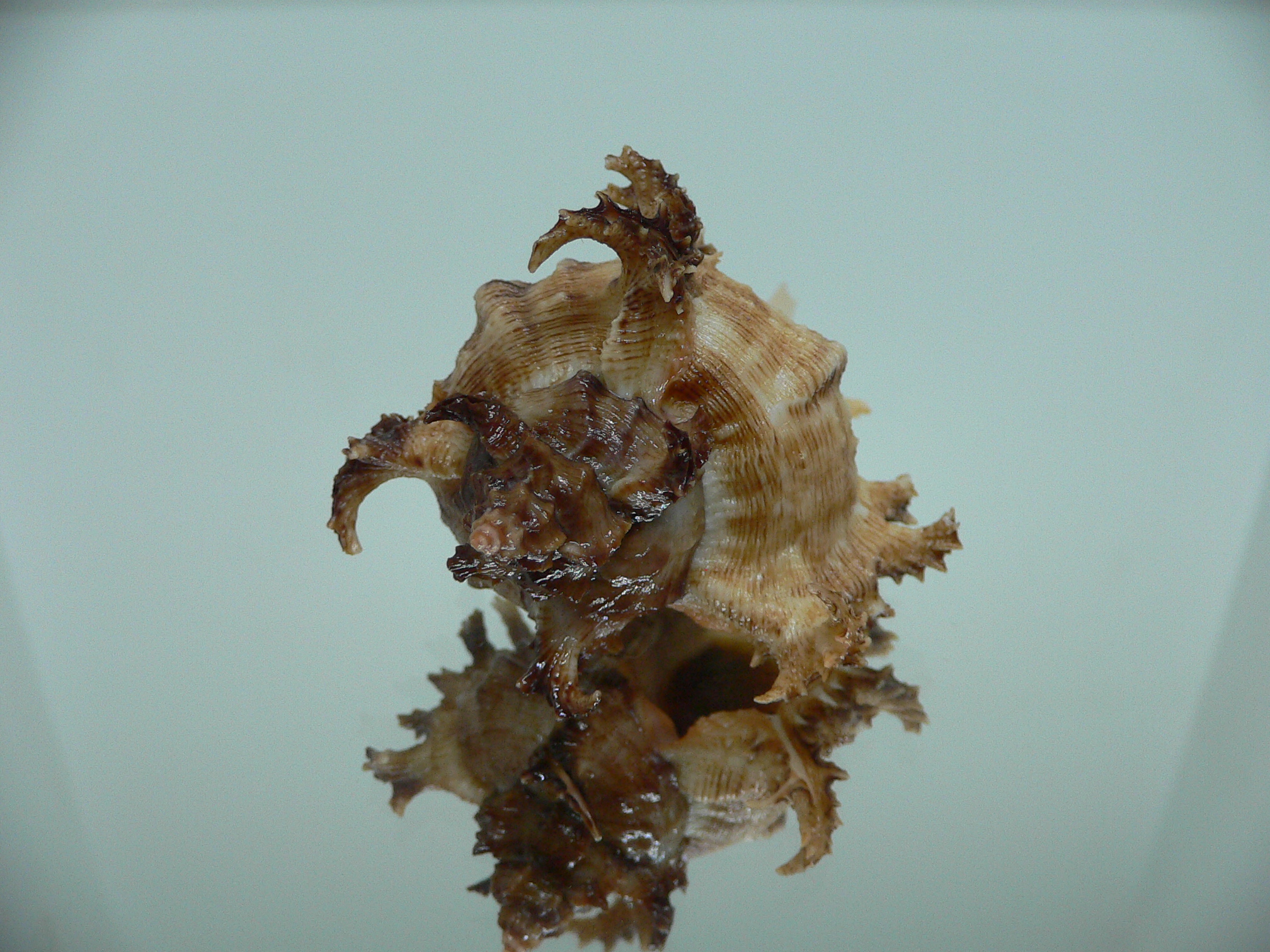 Chicoreus ramosus IDEAL DWARF