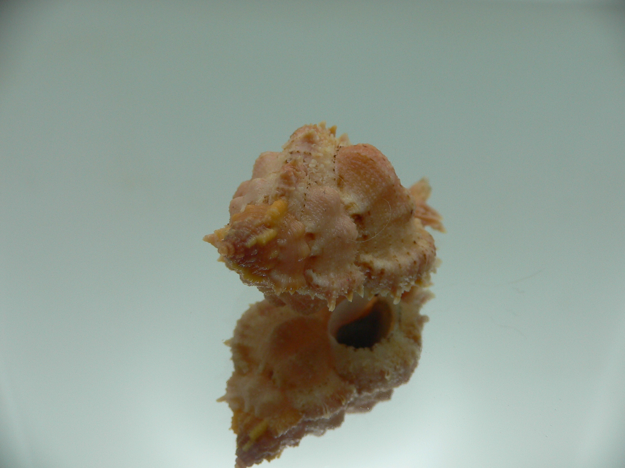 Chicomurex gloriosus ORANGE-PINK