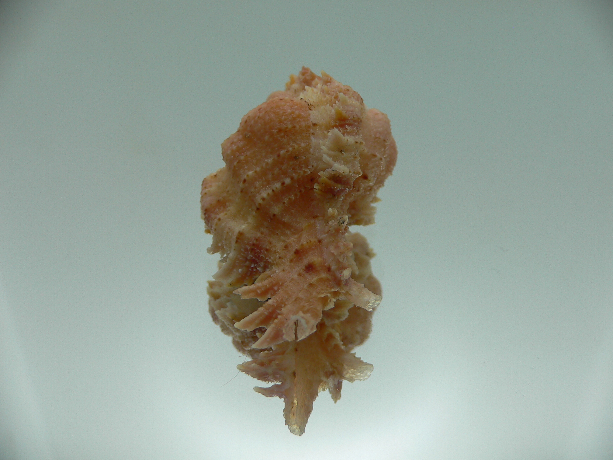Chicomurex gloriosus ORANGE-PINK
