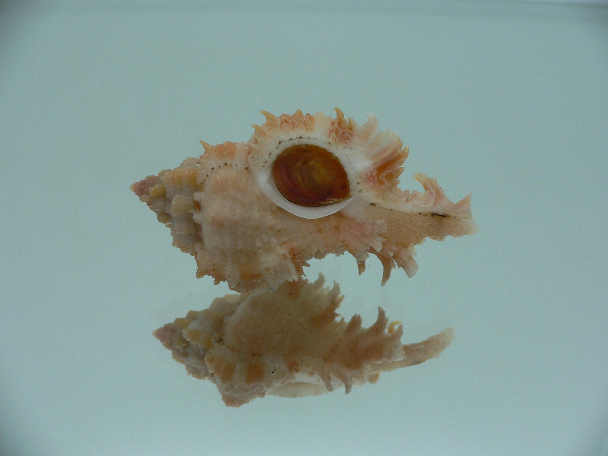 Chicomurex gloriosus ORANGE-PINK