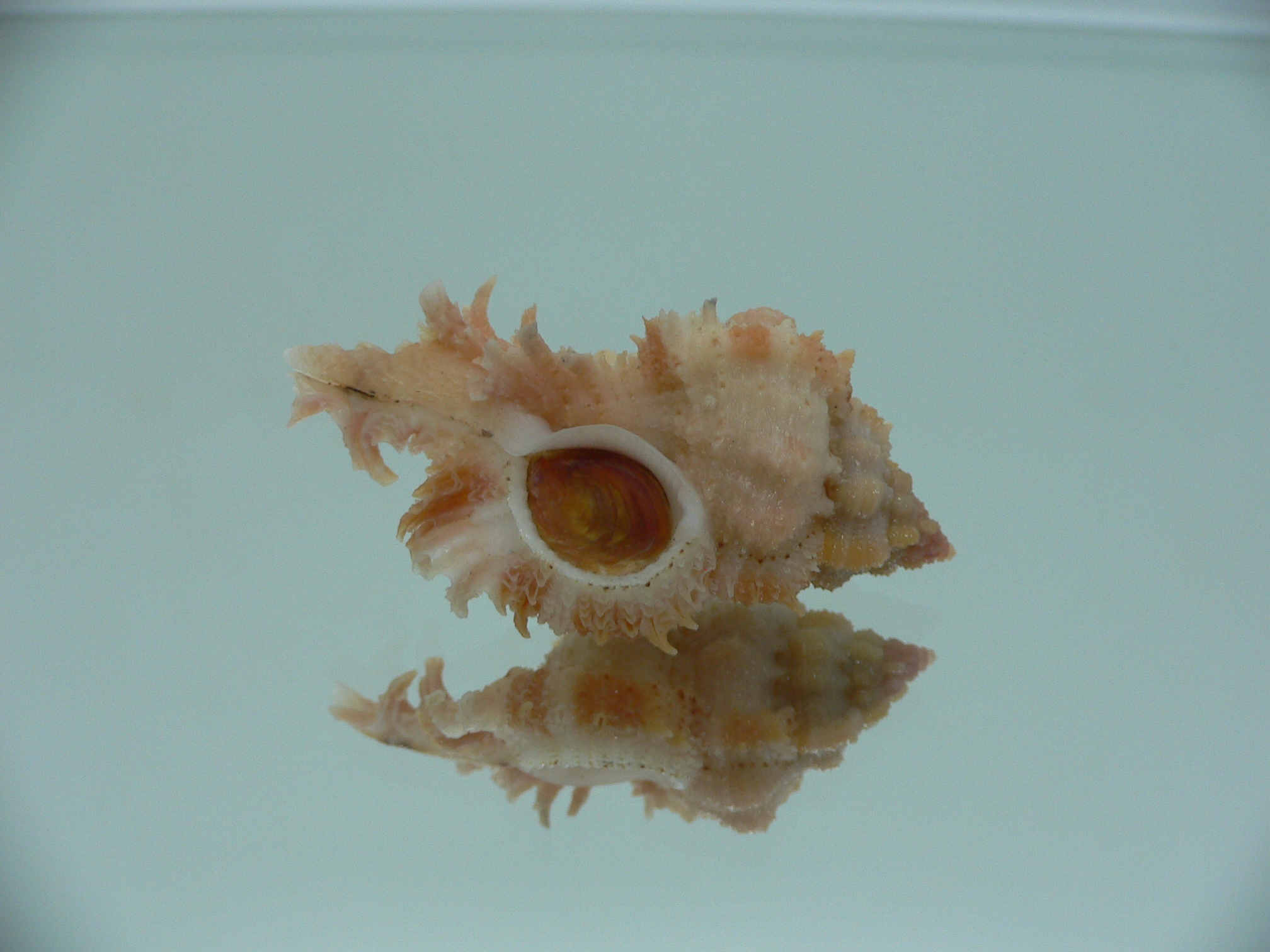 Chicomurex gloriosus ORANGE-PINK