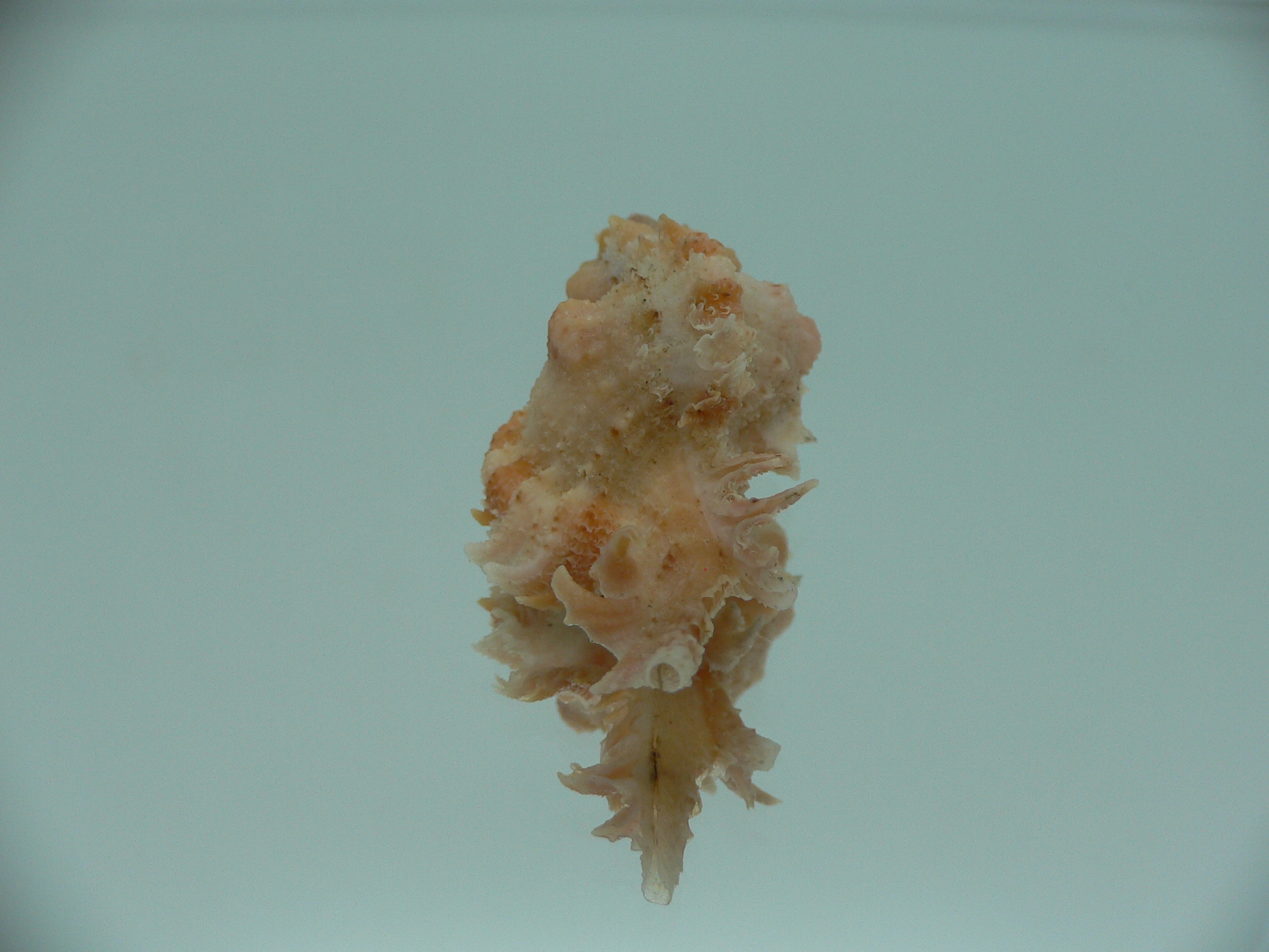 Chicomurex gloriosus ORANGE-PINK