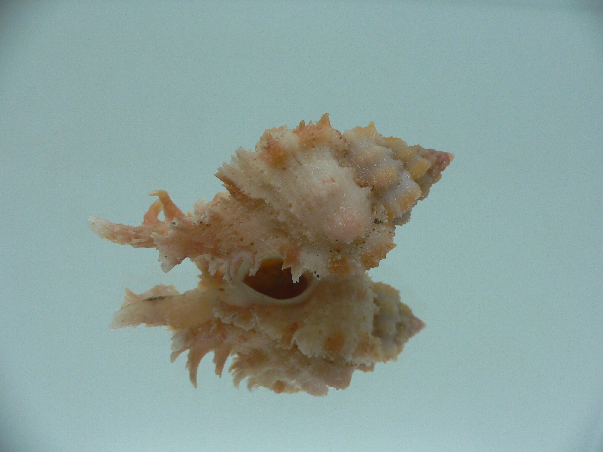 Chicomurex gloriosus ORANGE-PINK